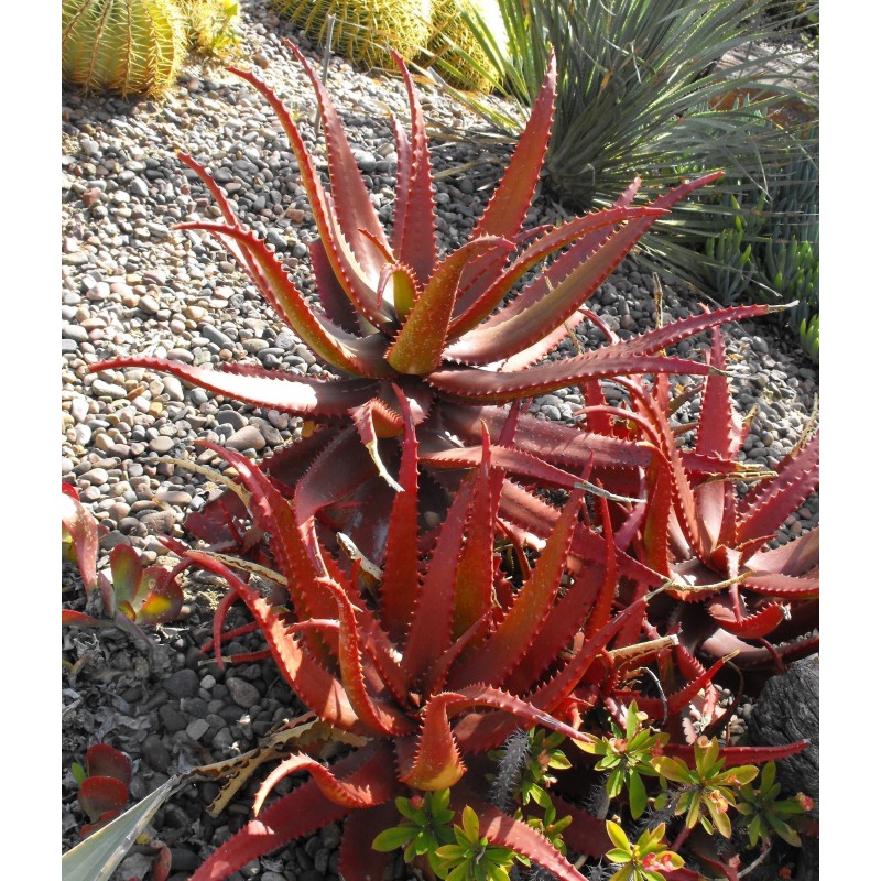 Sementes De Aloe Vermelha (Aloe cameronii) | Seeds Shop Store