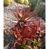 Sementes De Aloe Vermelha (Aloe cameronii) | Seeds Shop Store