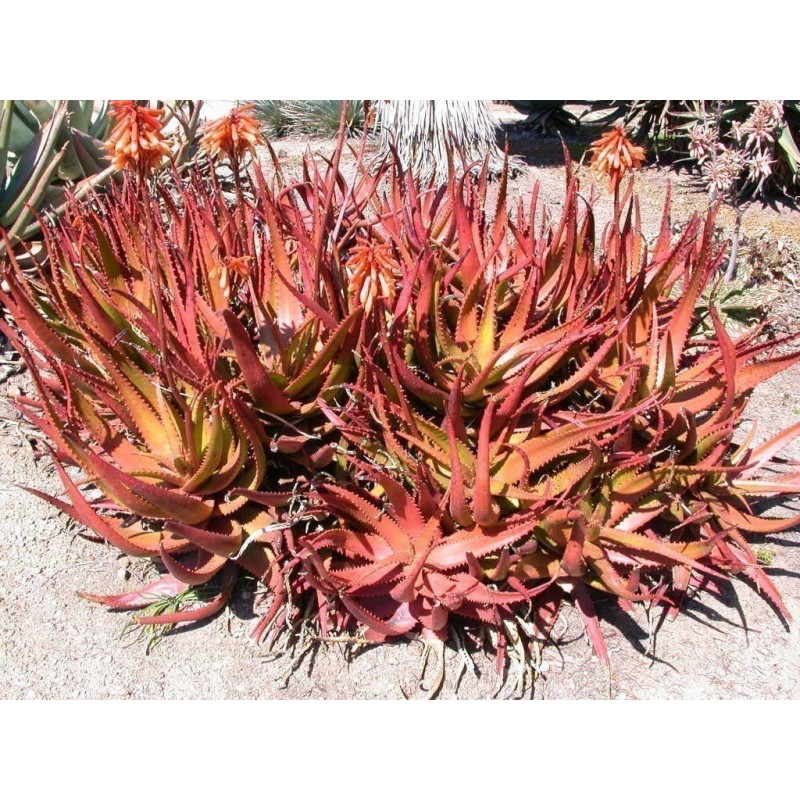 Sementes De Aloe Vermelha (Aloe cameronii) | Seeds Shop Store