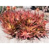 Sementes De Aloe Vermelha (Aloe cameronii) | Seeds Shop Store