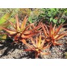 Sementes De Aloe Vermelha (Aloe cameronii) | Seeds Shop Store