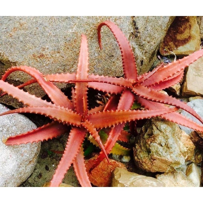 Sementes De Aloe Vermelha (Aloe cameronii) | Seeds Shop Store