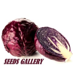 Semena červeného zelí - 216.985714