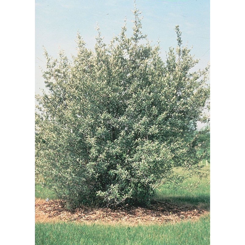 Semi di Shepherdia argentea | Seeds Shop Store