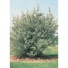 Semi di Shepherdia argentea | Seeds Shop Store