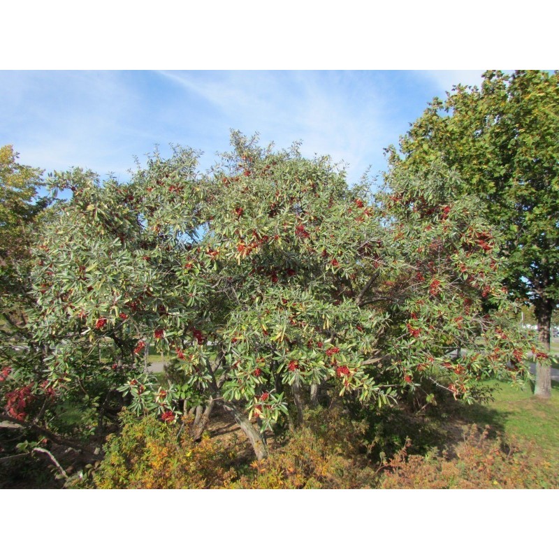 Semi di Shepherdia argentea | Seeds Shop Store