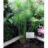 Semi di PAPIRO EGIZIANO (Cyperus papyrus L.) | Seeds Shop Store