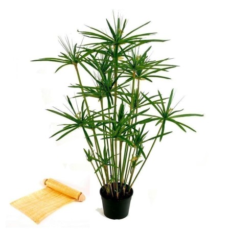 Semi di PAPIRO EGIZIANO (Cyperus papyrus L.) | Seeds Shop Store