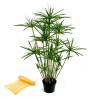Semi di PAPIRO EGIZIANO (Cyperus papyrus L.) | Seeds Shop Store