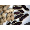 Black Peanut Seeds (Arachis hypogaea) | Seeds Shop Store