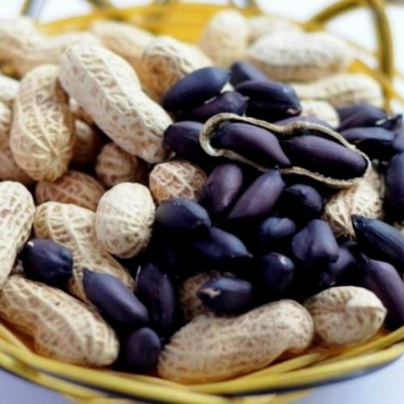 Black Peanut Seeds (Arachis hypogaea) | Seeds Shop Store