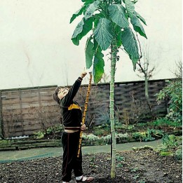 Sementes de REPOLHO GIGANTE ÁRVORE (Brassica oleracea longata) - 2.565