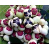 Katuk, Star Gooseberry Seeds (Sauropus androgynus) | Seeds Shop Store
