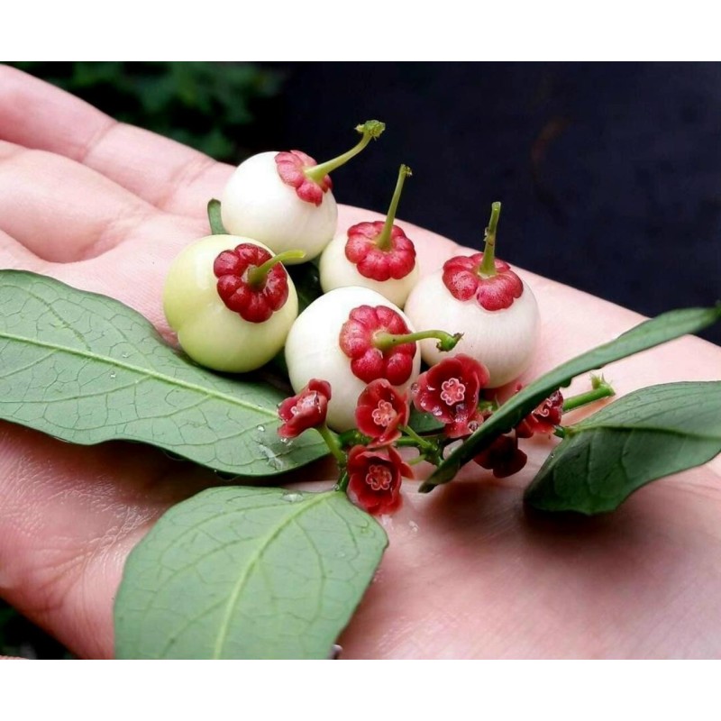 Katuk, Star Gooseberry Seeds (Sauropus androgynus) | Seeds Shop Store