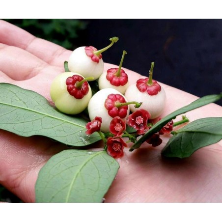 Katuk, Star Gooseberry Seeds (Sauropus androgynus) | Seeds Shop Store