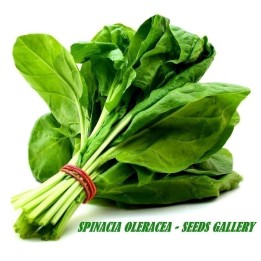 Semi di Spinacio Matador - 193.527799