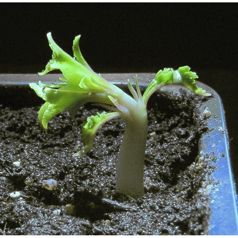 Sementes de Amêndoa Doce (Prunus amygdalus) | Seeds Shop Store