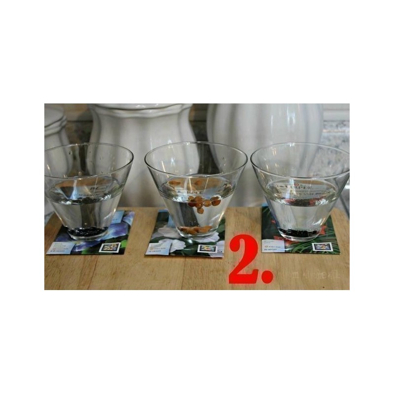 Propagation - Sowing Passiflora Seeds | Seeds Shop Store