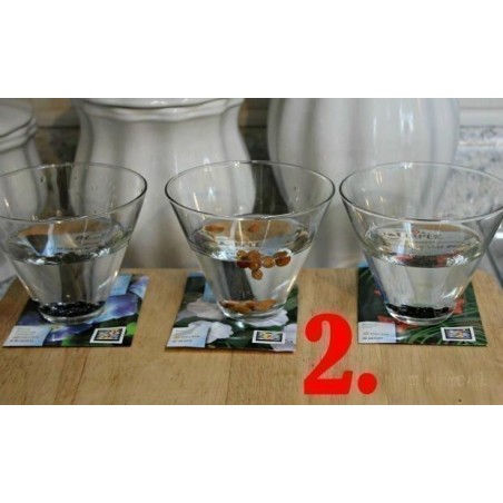 Propagation - Sowing Passiflora Seeds | Seeds Shop Store