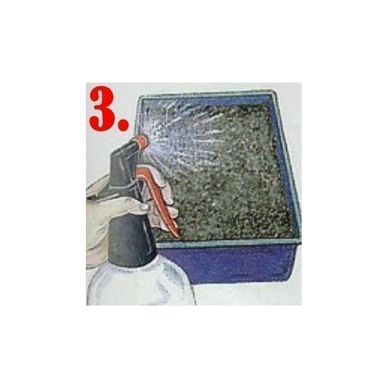 Propagation - Sowing Passiflora Seeds | Seeds Shop Store