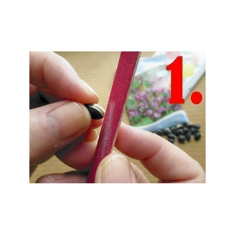 Propagation - Sowing Passiflora Seeds | Seeds Shop Store