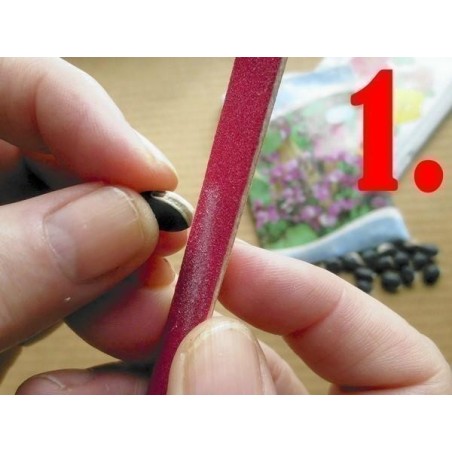 Propagation - Sowing Passiflora Seeds | Seeds Shop Store