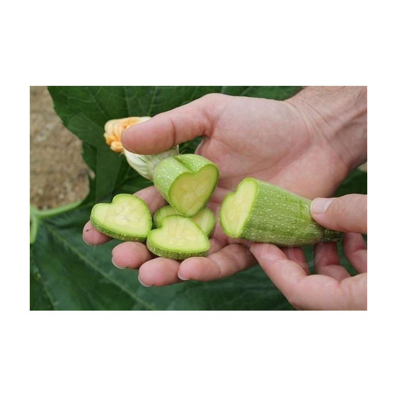 Fruit and Vegetable Mould, Star Shape, Change Fruits Shape | Seeds Shop Store