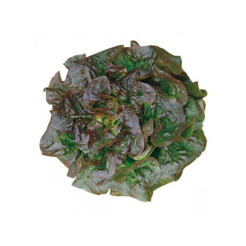 Semi di Lattuga 'Brune d' Hiver' | Seeds Shop Store