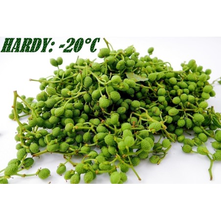 Nepal Pepper, Winged Prickly Ash, Seeds (Zanthoxylum armatum) - 2.475