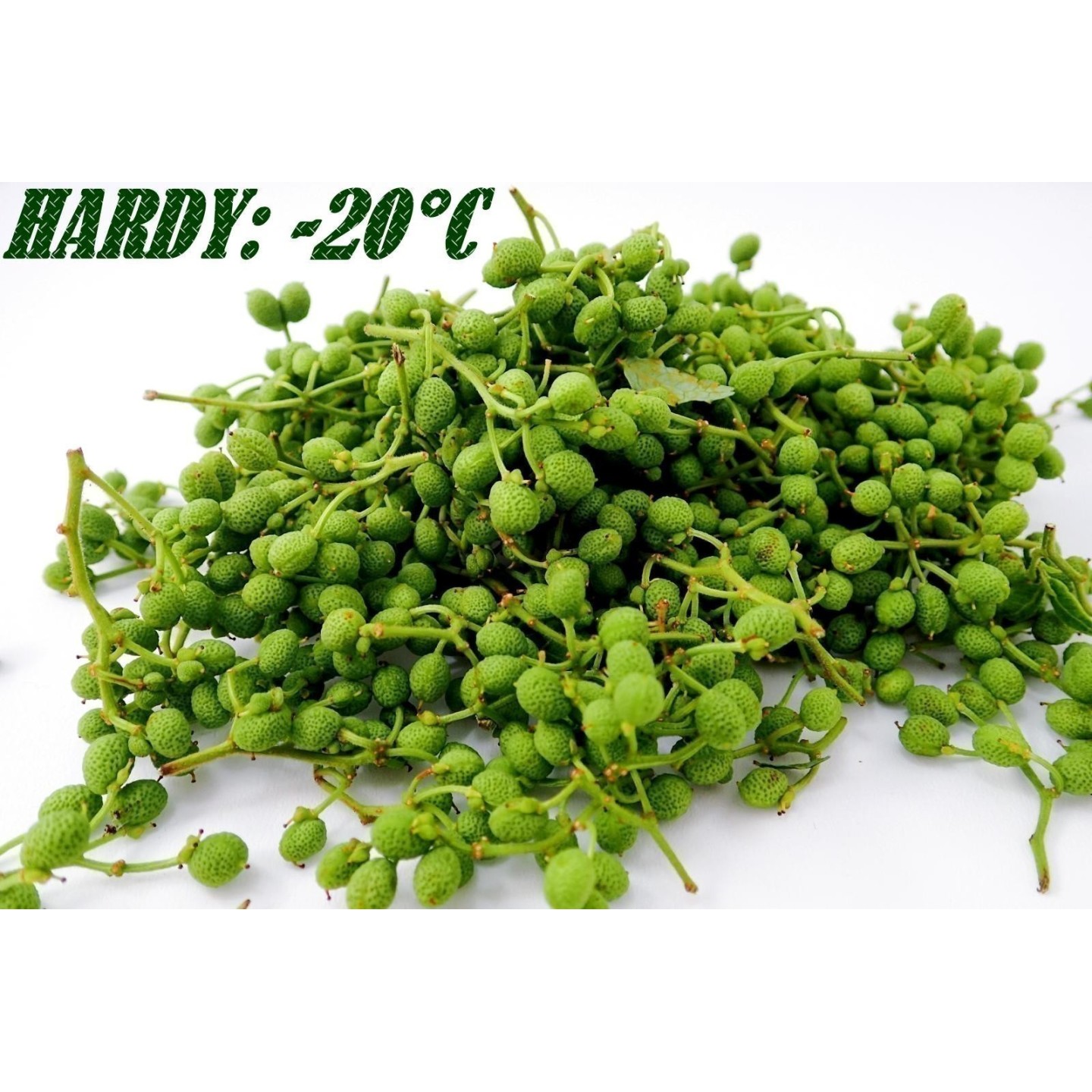 Nepal Pepper, Winged Prickly Ash, Seeds (Zanthoxylum armatum) - 2.475