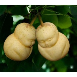 Die Form für Früchte in Form von Buddha, Birne, Zuckermelone... - 13.5