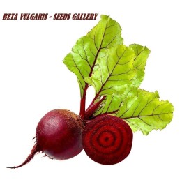 Beetroot Seeds Monika - 222.850193
