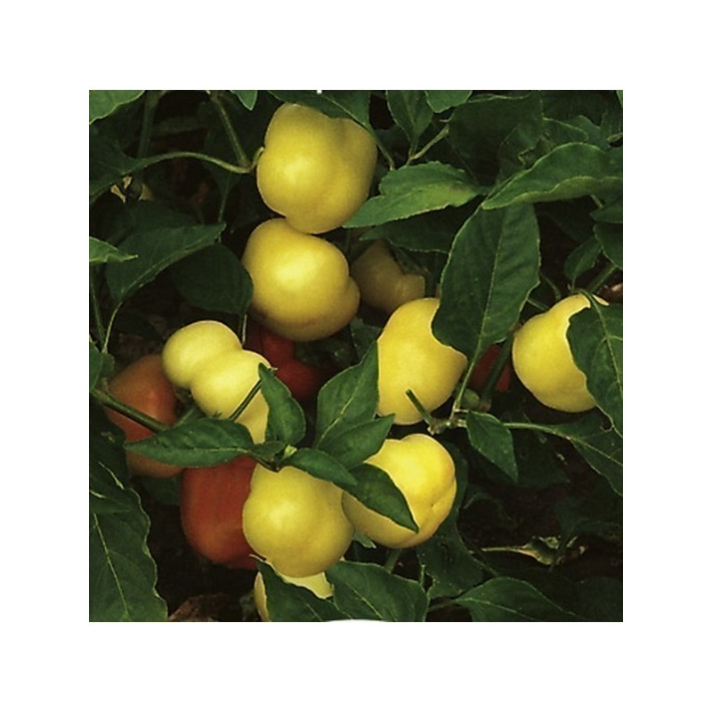 Sweet pepper seeds Novosadjanka | Seeds Shop Store