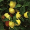 Sweet pepper seeds Novosadjanka | Seeds Shop Store