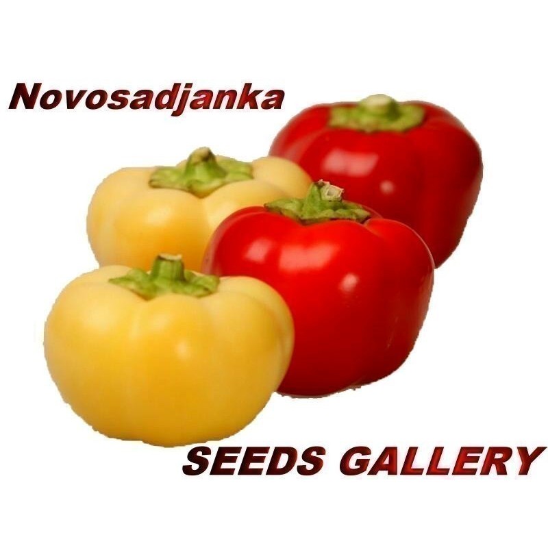Sweet pepper seeds Novosadjanka | Seeds Shop Store