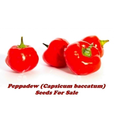Peppadew Chili Seeds (Capsicum baccatum) | Seeds Shop Store