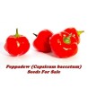Peppadew Chili Seeds (Capsicum baccatum) | Seeds Shop Store