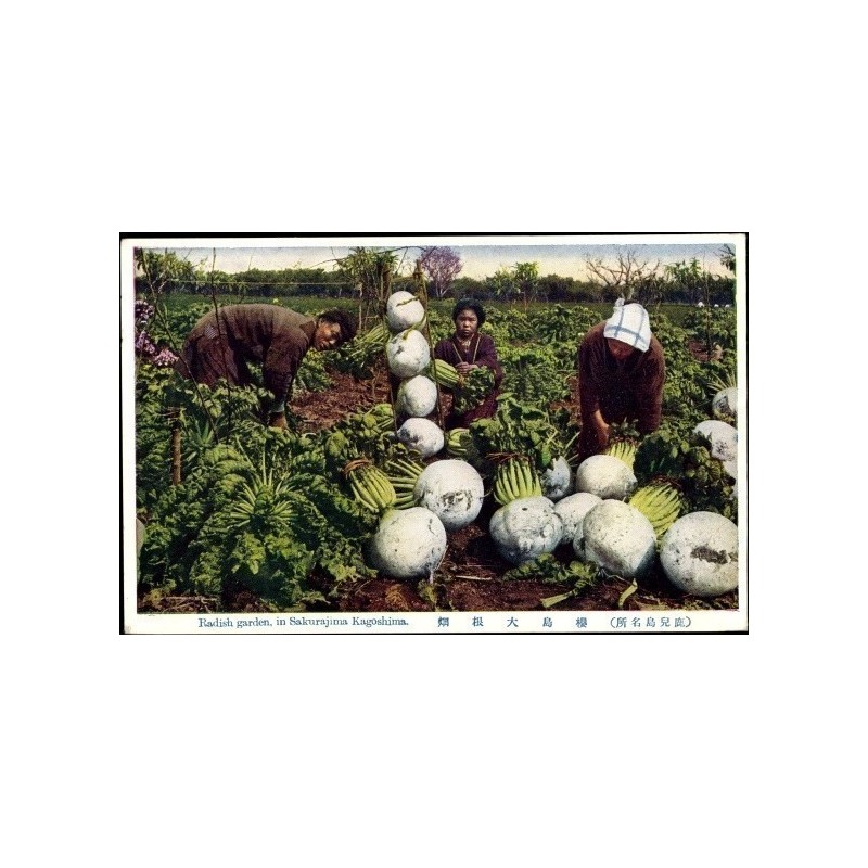 Sementes Rabanete Gigante SAKURAJIMA DAIKON | Seeds Shop Store