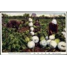 Sementes Rabanete Gigante SAKURAJIMA DAIKON | Seeds Shop Store