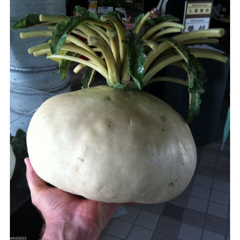 Sementes Rabanete Gigante SAKURAJIMA DAIKON | Seeds Shop Store