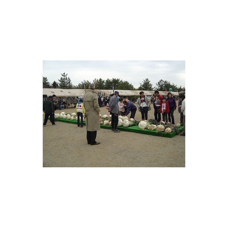 Sementes Rabanete Gigante SAKURAJIMA DAIKON | Seeds Shop Store