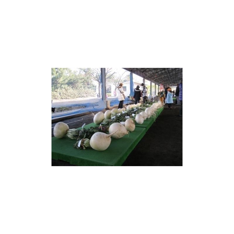 Sementes Rabanete Gigante SAKURAJIMA DAIKON | Seeds Shop Store
