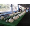Sementes Rabanete Gigante SAKURAJIMA DAIKON | Seeds Shop Store
