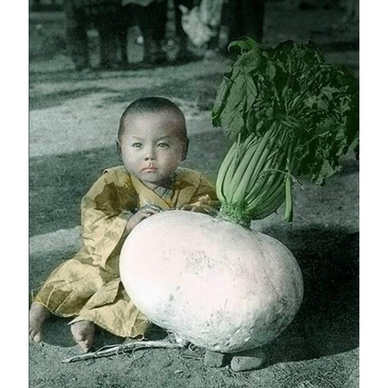 Sementes Rabanete Gigante SAKURAJIMA DAIKON | Seeds Shop Store