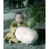 Sementes Rabanete Gigante SAKURAJIMA DAIKON | Seeds Shop Store