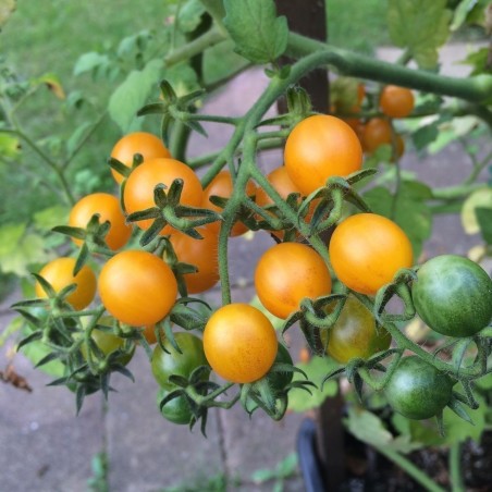 Galapagos Island Wild Tomato Seeds (Solanum chessmanii) | Seeds Shop Store