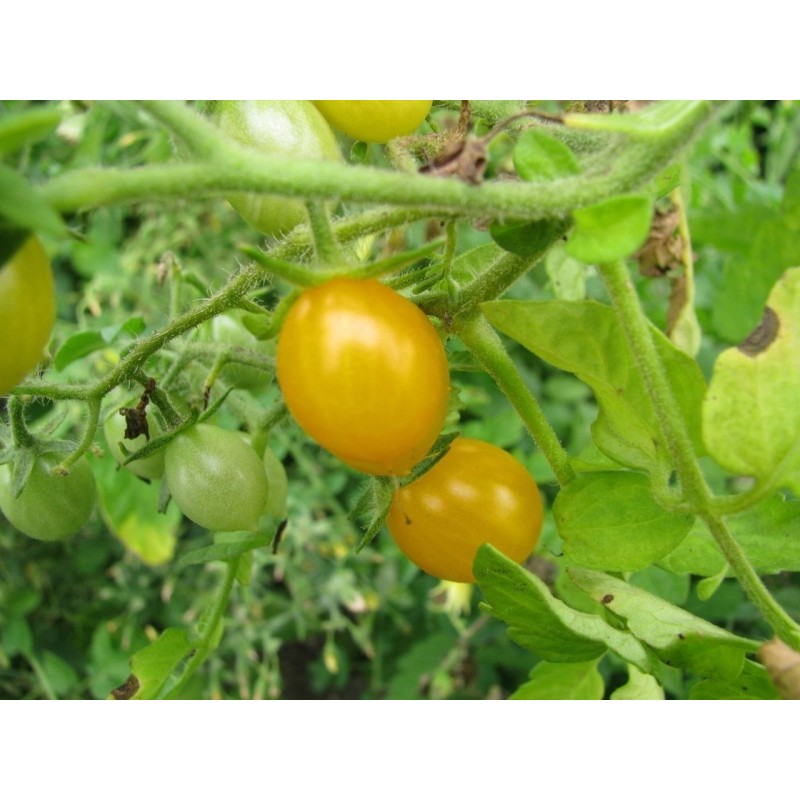 Galapagos Island Wild Tomato Seeds (Solanum chessmanii) | Seeds Shop Store