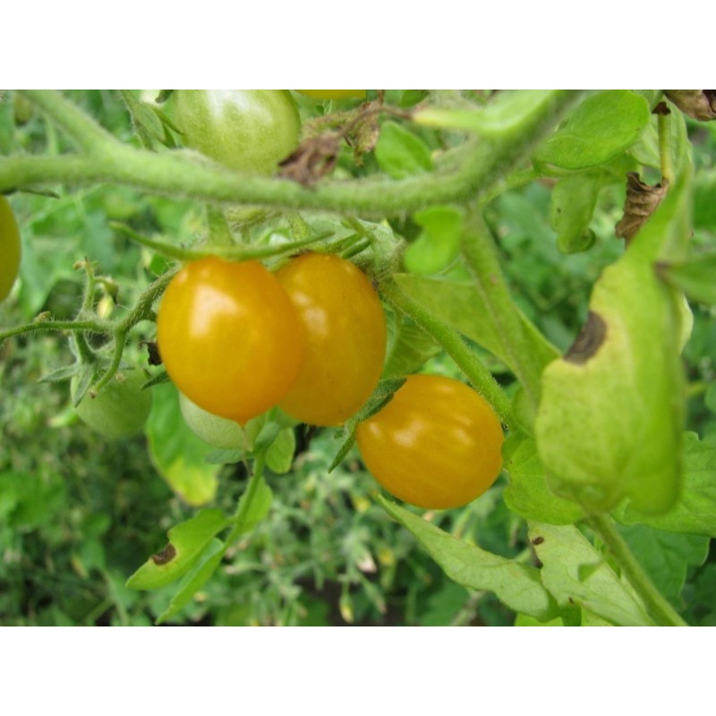 Galapagos Island Wild Tomato Seeds (Solanum chessmanii) | Seeds Shop Store