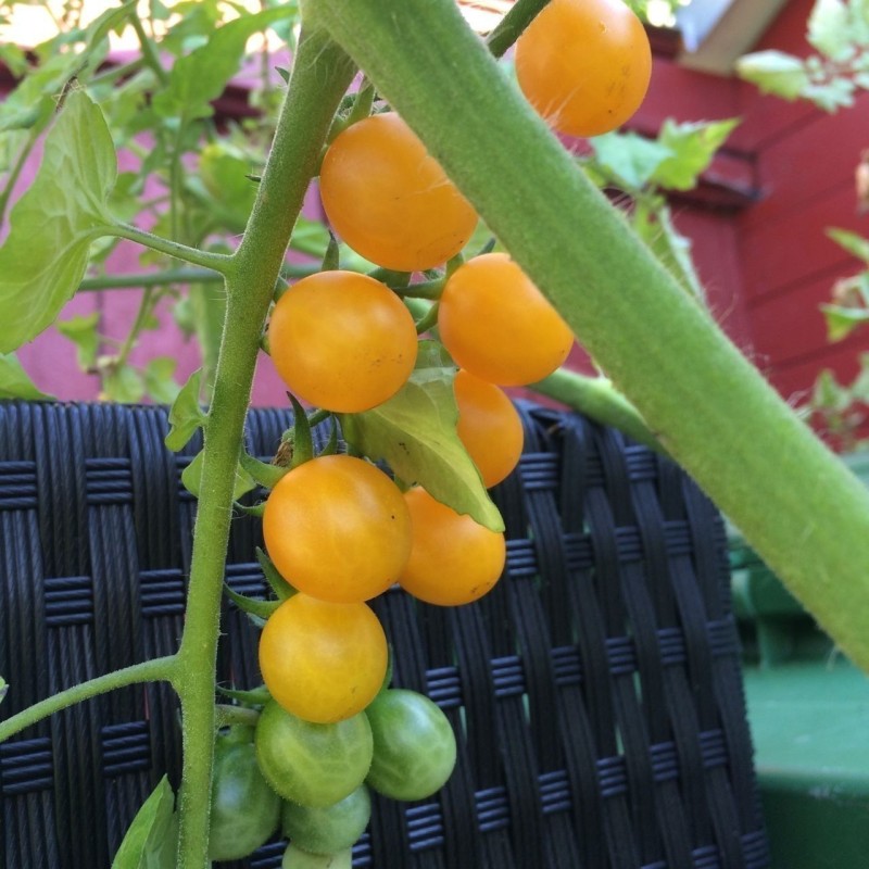 Galapagos Island Wild Tomato Seeds (Solanum chessmanii) | Seeds Shop Store
