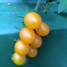 Galapagos Island Wild Tomato Seeds (Solanum chessmanii) | Seeds Shop Store